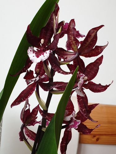 Customer photo review of 1 Orchidee Colmanara MASSAI, weinrot-braune Blüten, 1 Blütenstiel, 12cm Topf