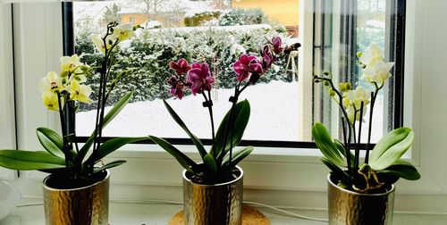 Customer photo review of 6 Stück Phalaenopsis 'Table Dance' im kleinen 9cm Topf, 2+ Rispen, verschiedene Farben