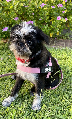 Customer photo review of Custom Name Patch For Dog Harness