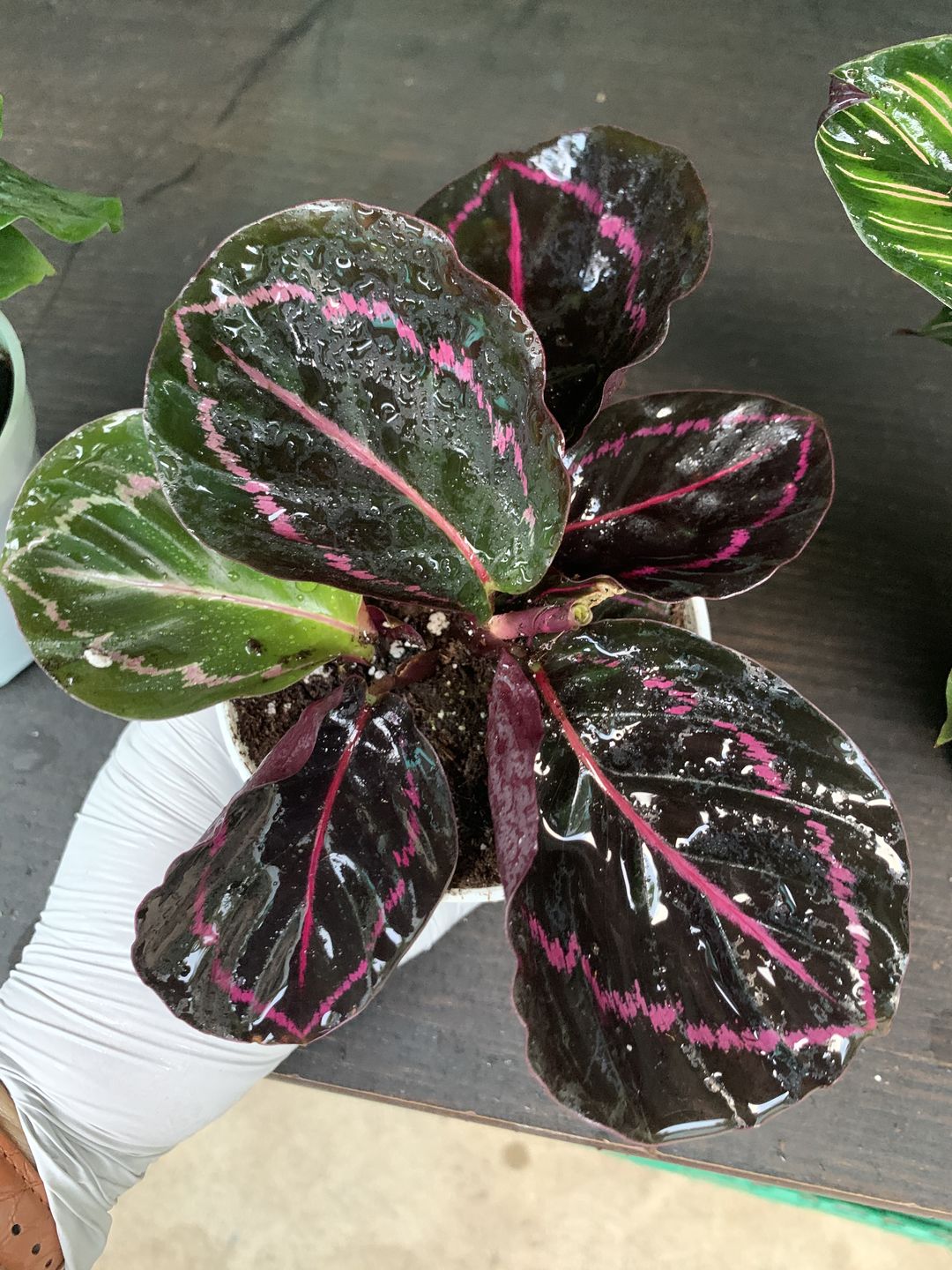 Customer photo review of 4" Calathea roseopicta 'Dottie'