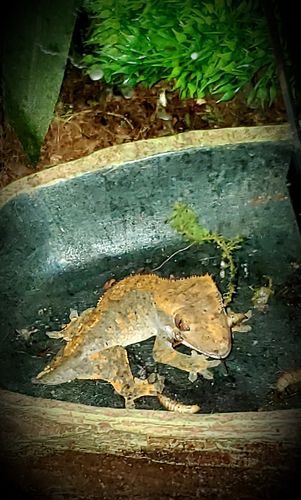 Customer photo review of GrubTerra Fresh Black Soldier Fly Larvae for Reptiles