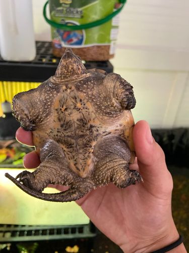 Customer photo review of GrubTerra Fresh Black Soldier Fly Larvae for Reptiles