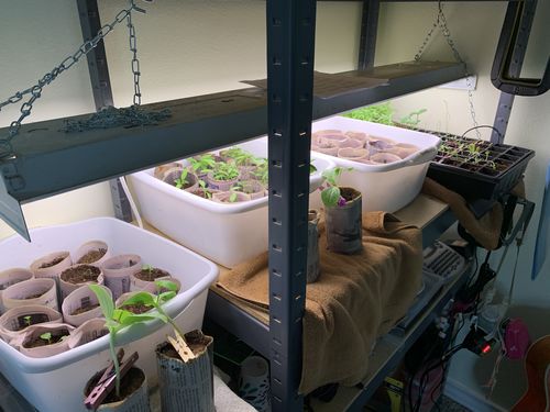 Customer photo review of 16,500 Heirloom Vegetable Seeds 40 Variety Kit with FREE SHIPPING