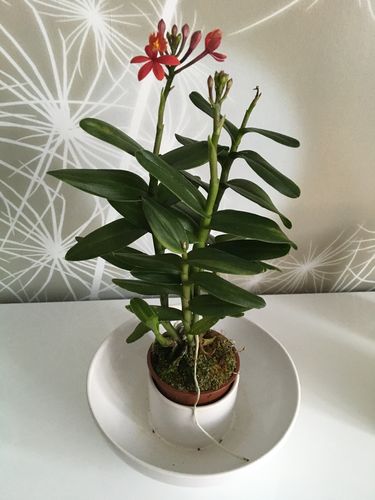 Customer photo review of Orchideendünger in praktischer Dosierflasche, hochkonzentriert, 100ml