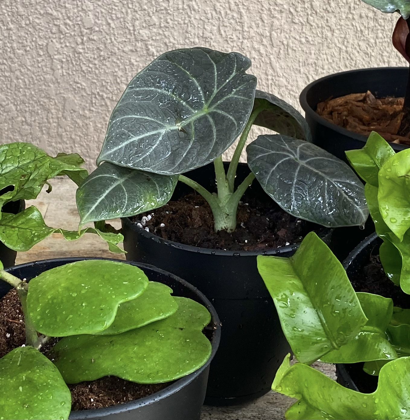 Customer photo review of 4" Alocasia Maharani