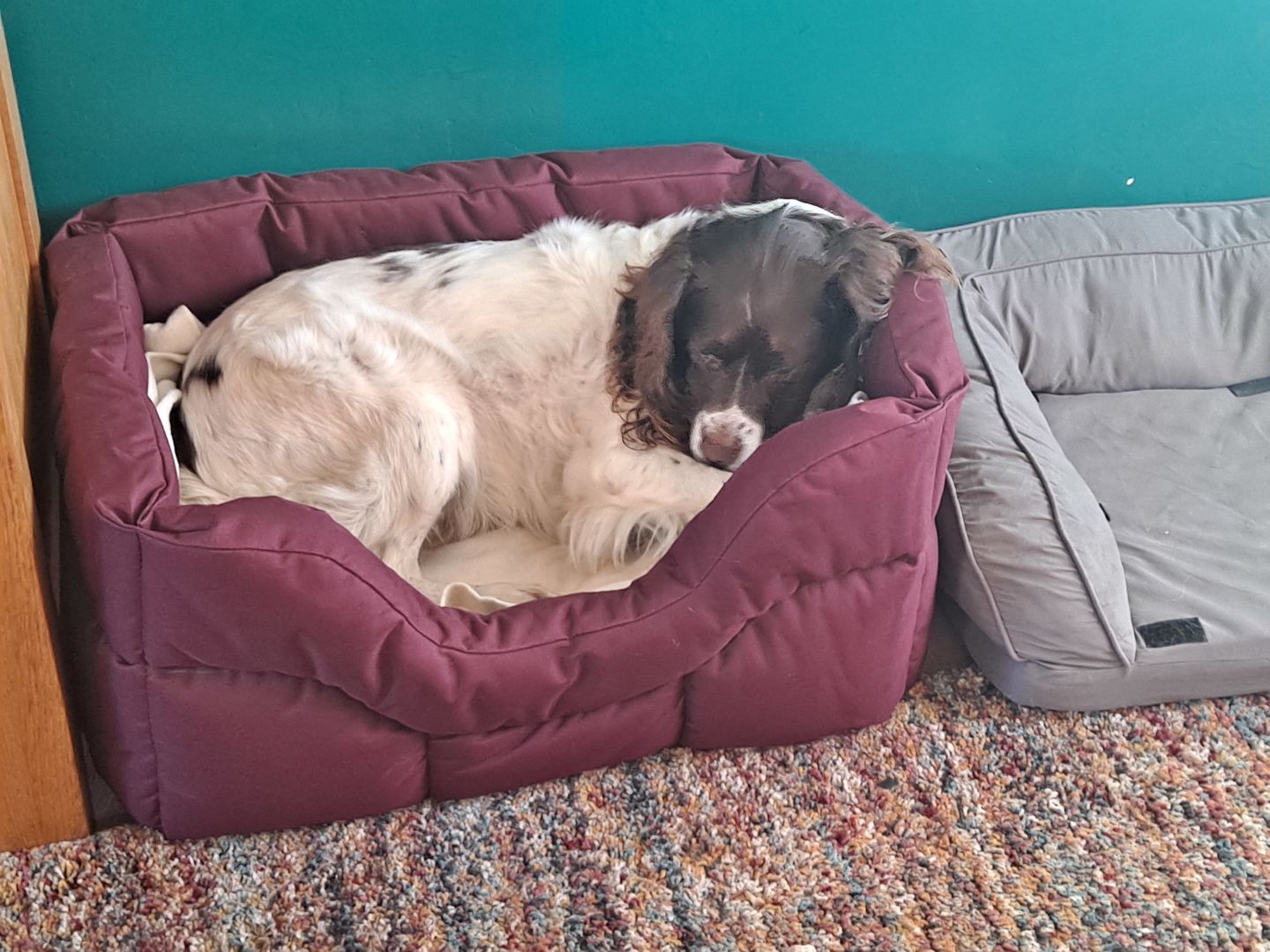 Customer photo review of Country Dog Heavy Duty Rectangular Dog Bed