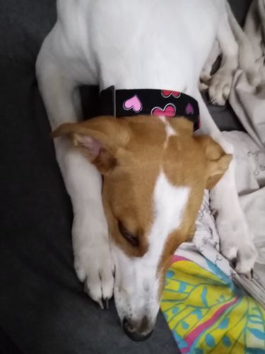 Customer photo review of Valentinstag Herzchen - Hundehalsband