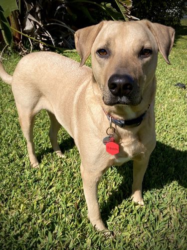 Customer photo review of Pop Star Fetch Pet ID