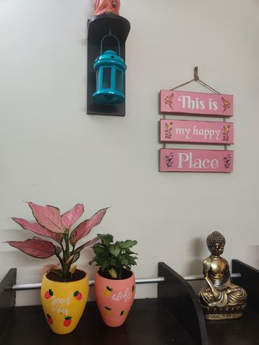 Customer photo review of Aloha Planter   ( SET OF 3)