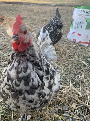 Customer photo review of GrubTerra Dried Larvae