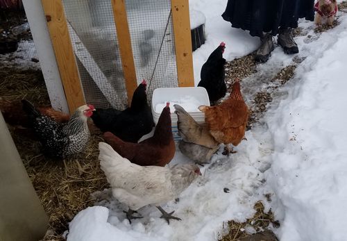 Customer photo review of GrubTerra Dried Larvae