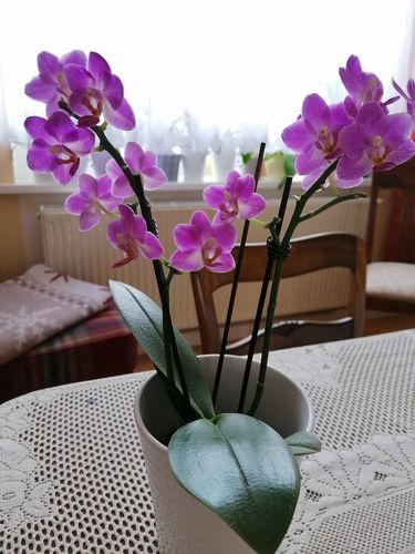 Customer photo review of 1 Phal. TABLE DANCE 'Pink Flamingo', 2+ Stiele, leuchtend pink