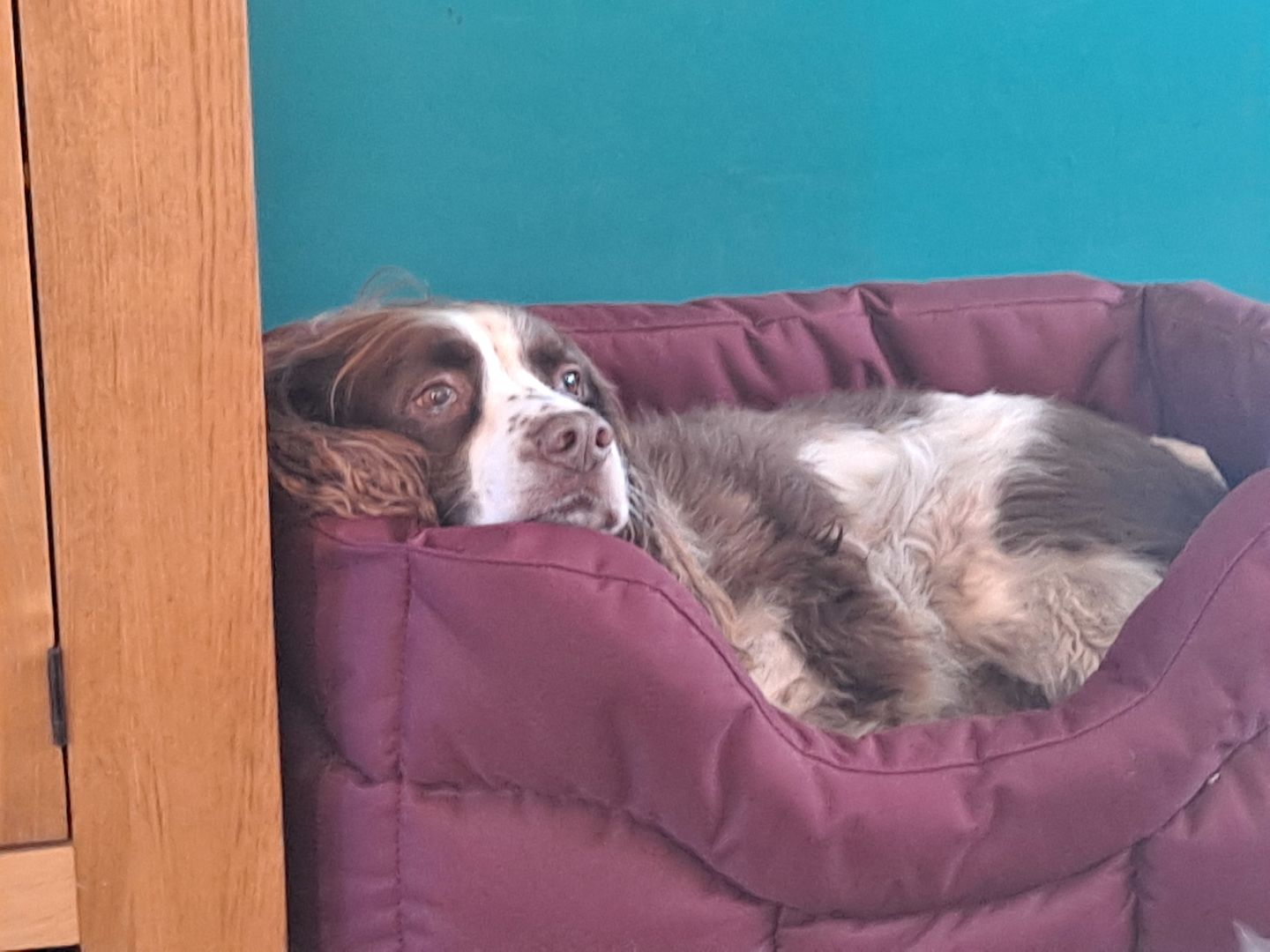Customer photo review of Country Dog Heavy Duty Rectangular Dog Bed