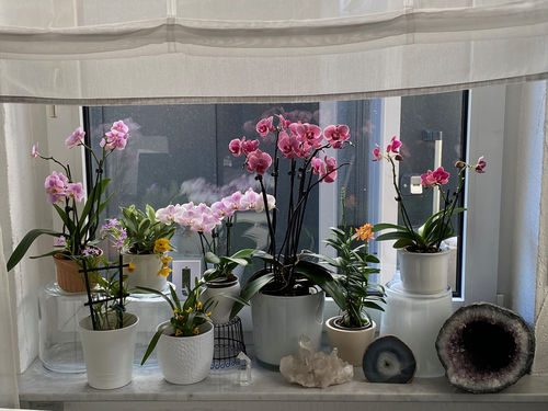 Customer photo review of 1 Phal. TABLE DANCE, 2+ Stiele, NEUHEIT! BIG-LIP Sorte 'Manta Penida', 9cm Topf