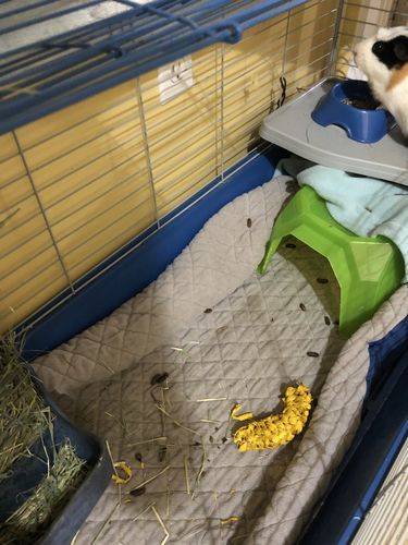 Customer photo review of GuineaDad Liner- Full Sizes with Pockets