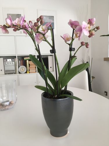 Customer photo review of 'Table Dance - Angel Eyes' mit zart-rosa Blüten und 2 Stielen