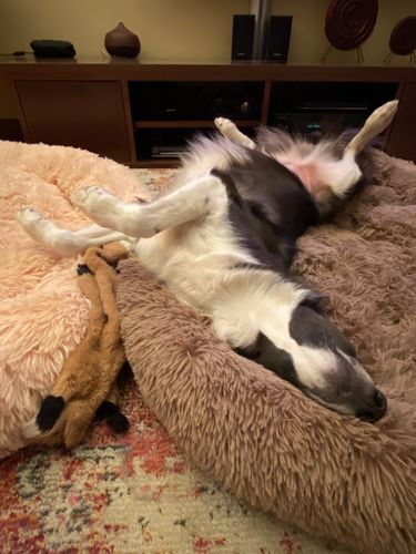 Customer photo review of Cuccia Antistress Per Pelosetti - Super Cucciolo®