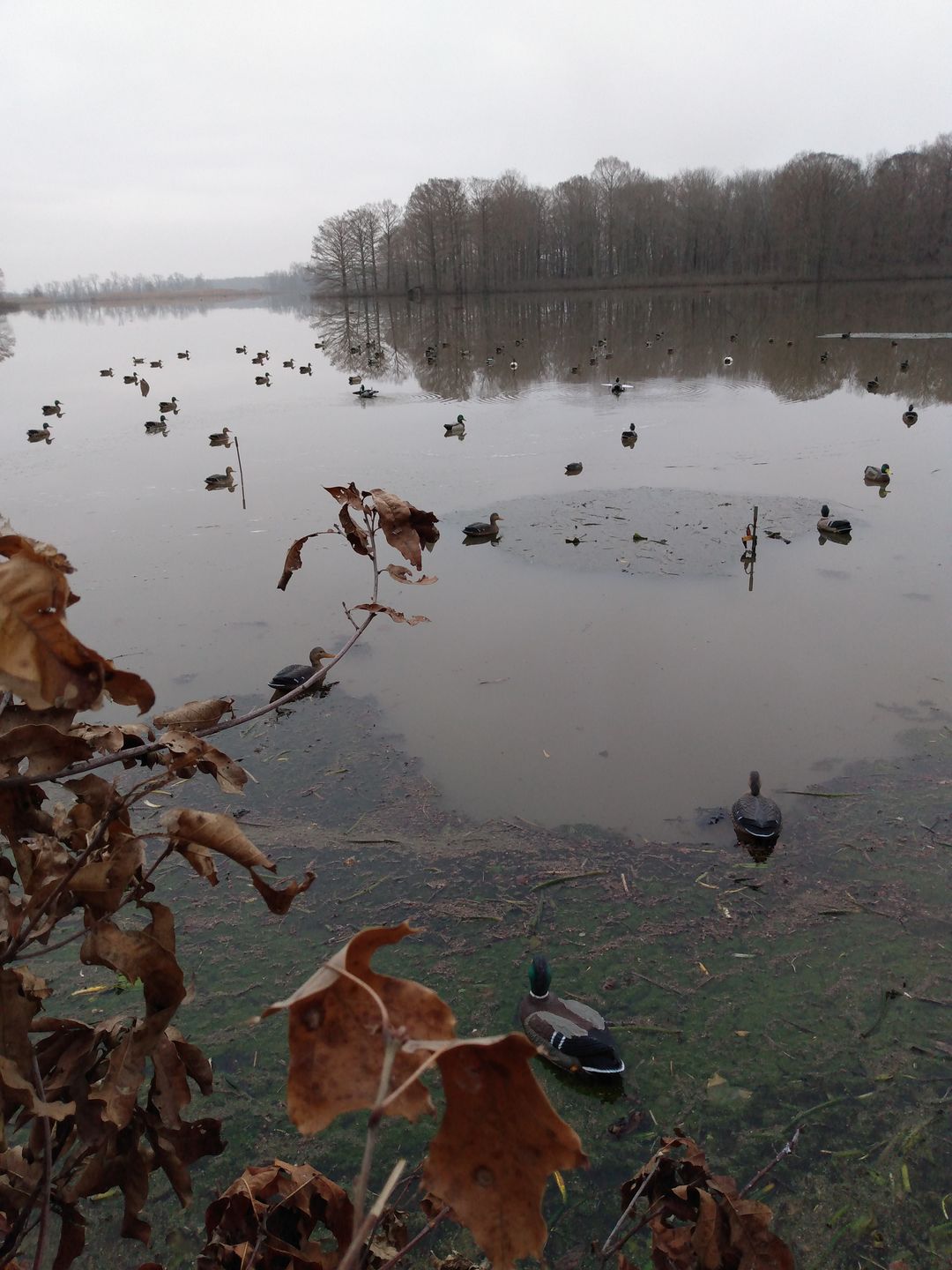 Customer photo review of 1x Remote 1x Receiver DC 6V Latching Single Channel Wireless Control ON OFF Switch Set - Duck Decoy