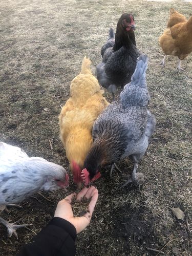 Customer photo review of GrubTerra Dried Larvae