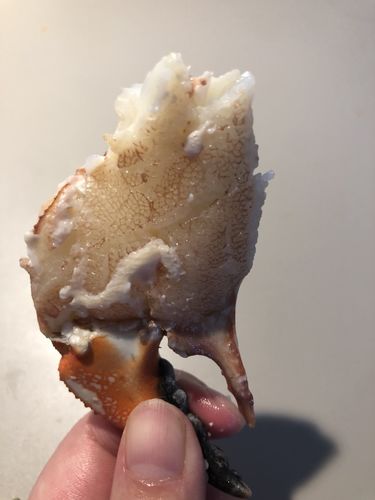 Customer photo review of Jonah Crab 石头蟹 (2只)