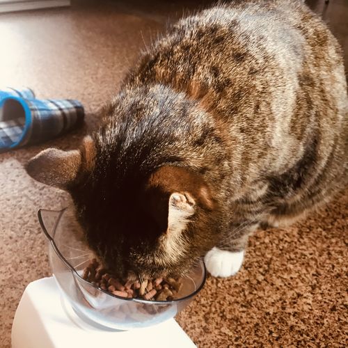 猫用スマートボウル ー 整形外科医監修 Furry Hugs Japan