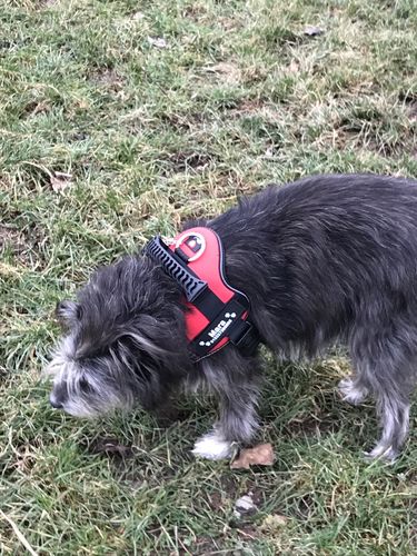 Customer photo review of Pfotenlove - Sicherheitsleine – Premium Ausgabe