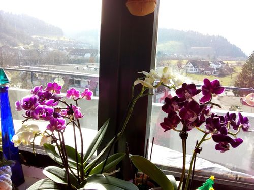 Customer photo review of 1 Phal. TABLE DANCE 'Aliyah black', 2 Stiele, eine neue dunkle Phalaenopsis im 9cm Topf