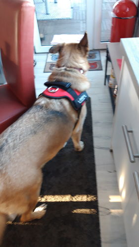 Customer photo review of Pfotenlove - Personalisiertes Sicherheitsgeschirr – Premium Ausgabe