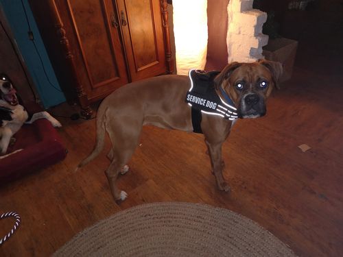 Customer photo review of Pfotenlove - Personalisiertes Sicherheitsgeschirr – Premium Ausgabe