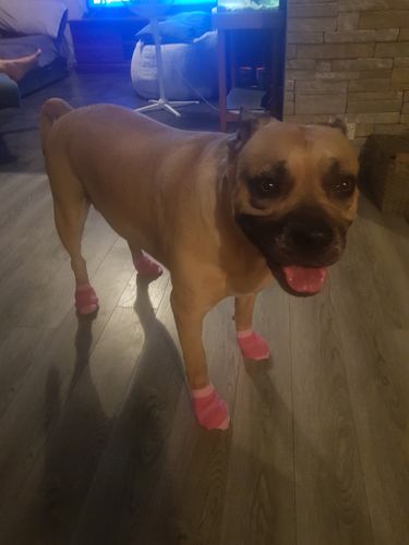Customer photo review of Tips & Toes - Nose and Paw Balm