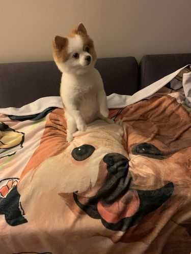 Customer photo review of Custom Pet Fleece Blanket