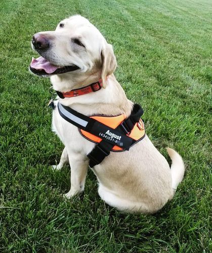 personalised dog harness