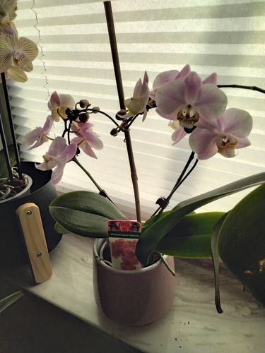 Customer photo review of VALENTIN - HERZ - ORCHIDEE! Phal. ANGEL EYES, 2 Rispen in Herzform, Keramiktopf mit Herzmotiv