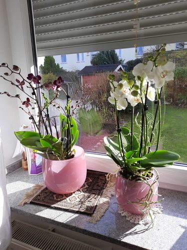 Customer photo review of 1 Phal. 'Two of Us' WEISS, 5-6 Stiele, im 13cm Topf