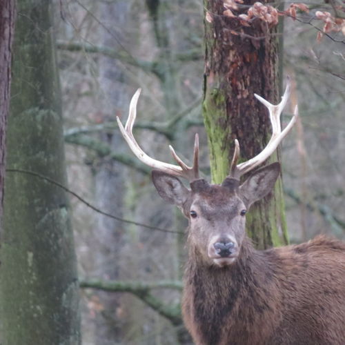 Customer photo review of HIRSCH - BIO  - Damen Premium Organic Shirt