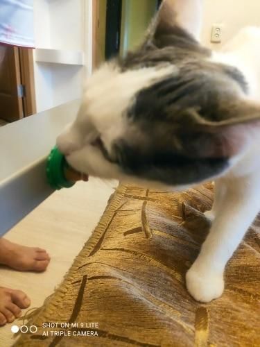 Customer photo review of CatSweets™ -  Gezonde Katten Snacks (5 stuks)