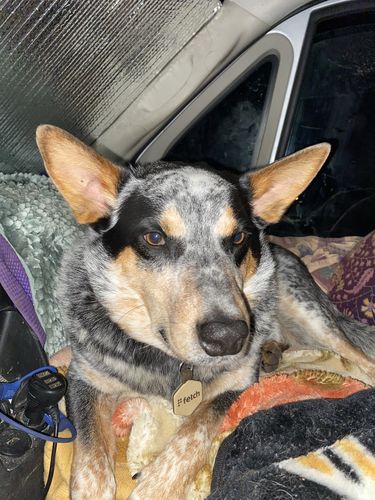 Customer photo review of Coyote Brown Fetch Pet ID