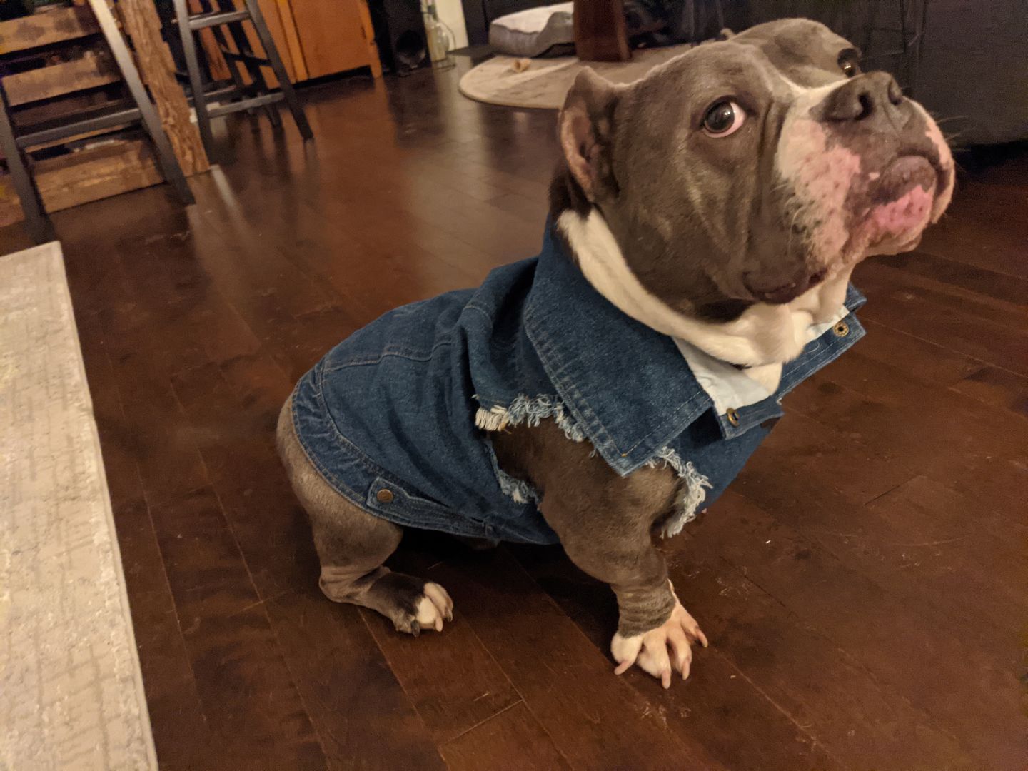 Customer photo review of Denim Dog Vest Raw Blue - Unpatched