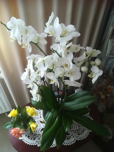 Customer photo review of 1 Phal. 'Two of Us' WEISS, 7-8 Stiele! Superqualität mit Übertopf - Die Geschenkidee!!