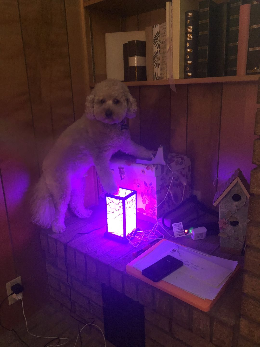 Customer photo review of Classic Design Friendship Lamps