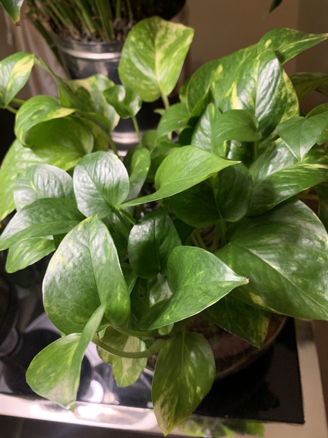 Customer photo review of 4" Pothos Golden
