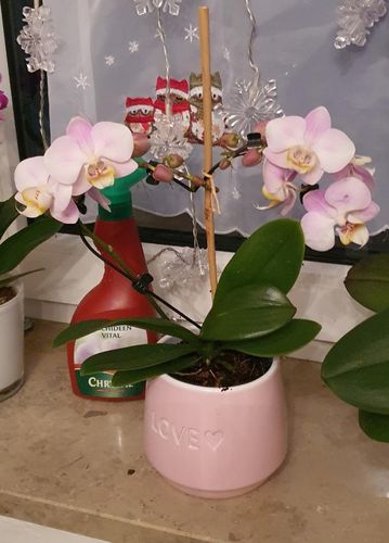 Customer photo review of VALENTIN - HERZ - ORCHIDEE! Phal. ANGEL EYES, 2 Rispen in Herzform, Keramiktopf mit Herzmotiv