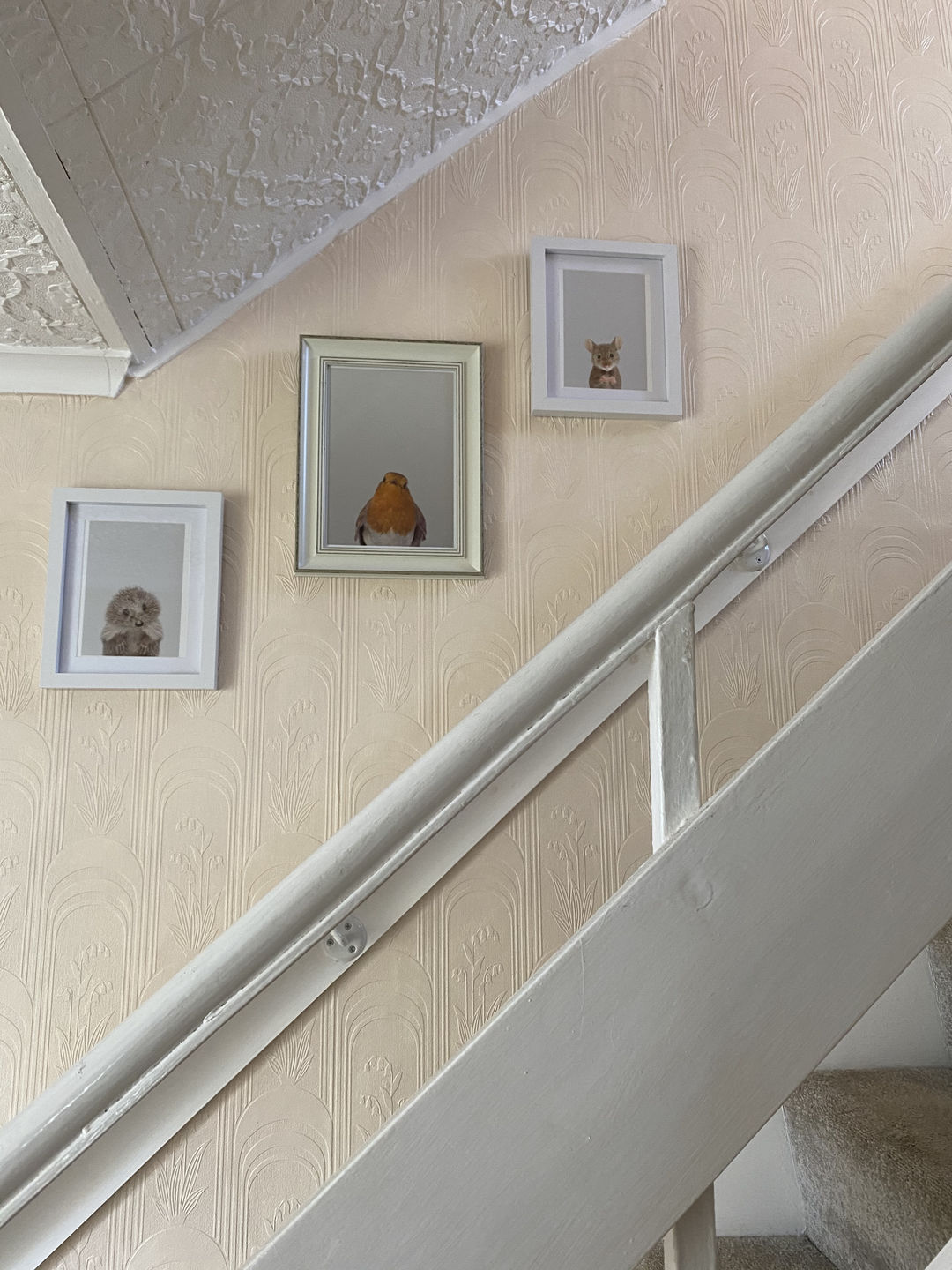 Customer photo review of Robin Redbreast Print