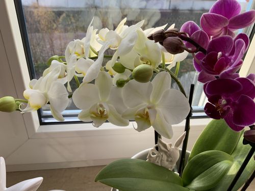 Customer photo review of 1 Phal. COCKTAIL ORCHID, LILA - WEISS,  2 verschiedene Farben pro Topf, 3-4 Stiele!!