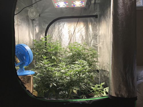 Customer photo review of Optic 4 Gen4 370w Dimmable LED Grow Light