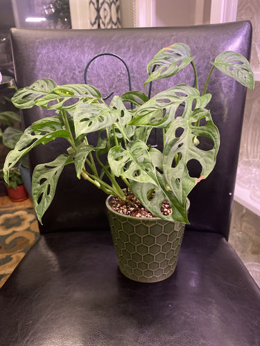 Customer photo review of Monstera Adansonii