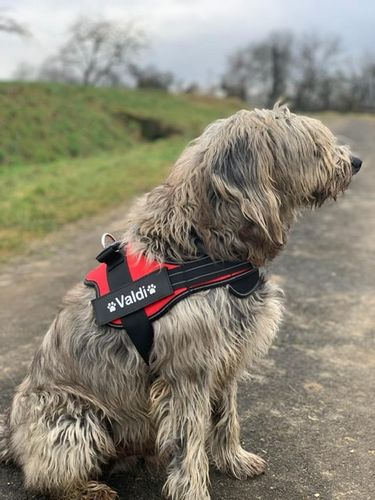 Customer photo review of Pfotenlove - Personalisiertes Sicherheitsgeschirr – Premium Ausgabe