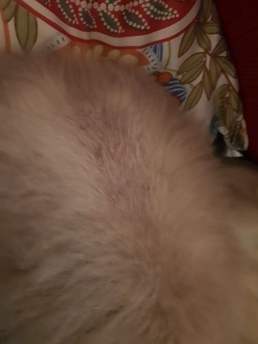 Customer photo review of Ruff Skin Salvation - Skin repair balm for dogs