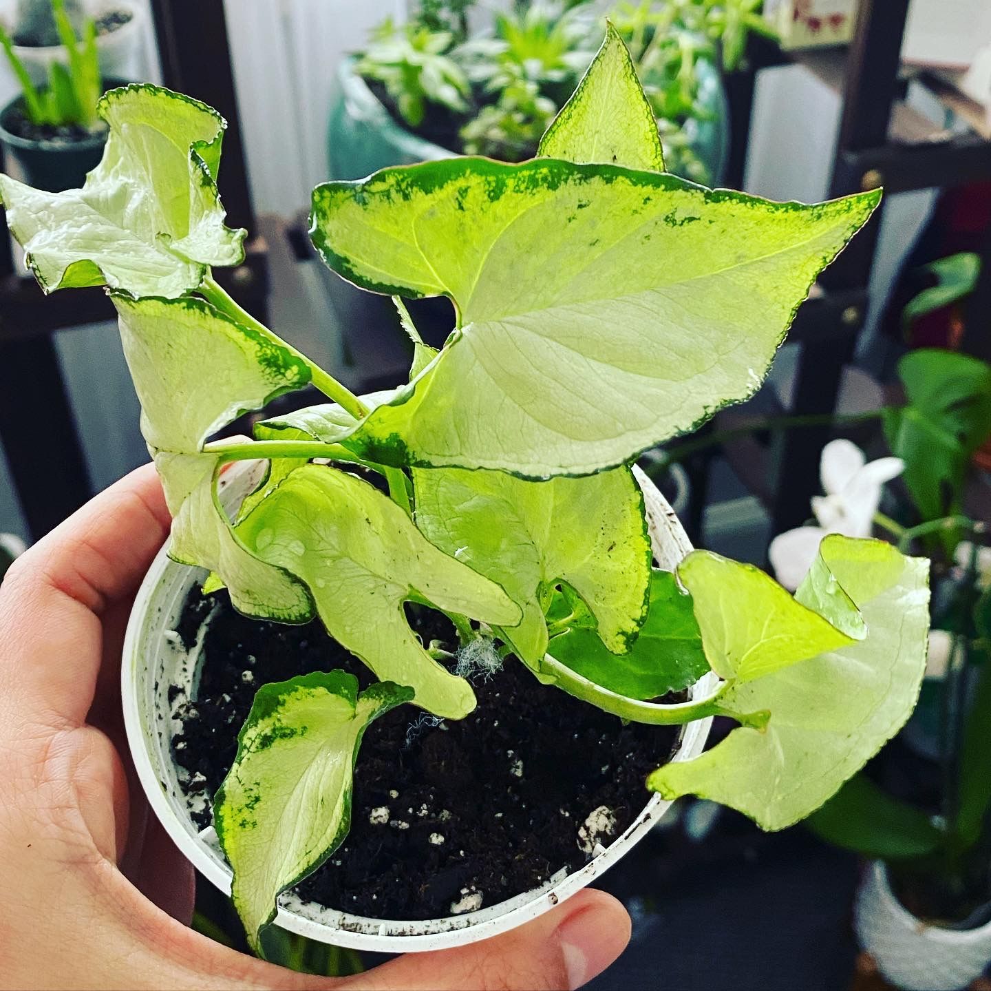 Customer photo review of 4" Syngonium Holly M