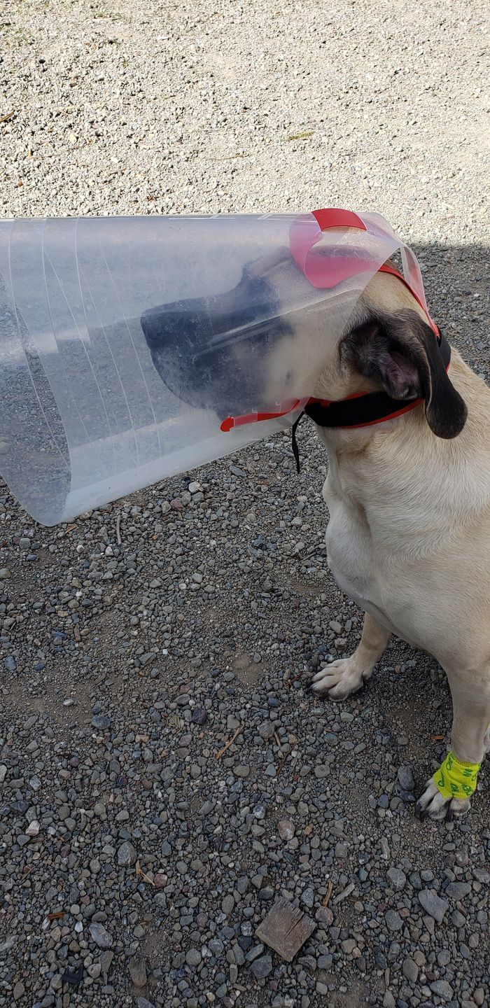 Customer photo review of NovaGuard Recovery Collar